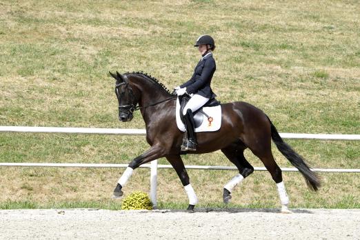 Foto: Daktari von Dante Weltino - Fotograf: Kiki Beelitz Foto: Daktari von Dante Weltino - Fotograf: Kiki Beelitz