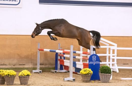 Foto: Kat.-Nr. 21 Unglaubliche von Unlimited x Concerto II - Fotograf: Holsteiner Verband