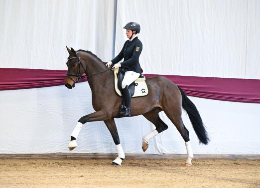 Foto: „Marbacher Frühjahr 2026“: Auktionskandidat Nr. 4 Damasco v. Damaschino a.d. Hauptgestütsstute St.Pr. Riva v. ROCK MY SOUL - Fotograf: Hubert Fischer Foto: „Marbacher Frühjahr 2026“: Auktionskandidat Nr. 4 Damasco v. Damaschino a.d. Hauptgestütsstute St.Pr. Riva v. ROCK MY SOUL - Fotograf: Hubert Fischer