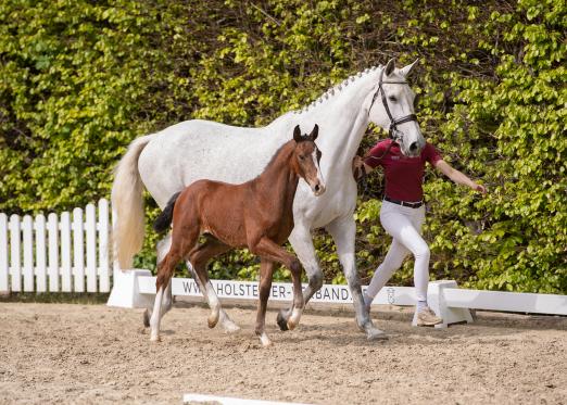Foto: Er trägt die Katalognummer 6 bei der Fohlenauktion anlässlich der Holsteiner Pferdetage: Cascais v. Casall-Contender - Fotograf: Janne Bugtrup