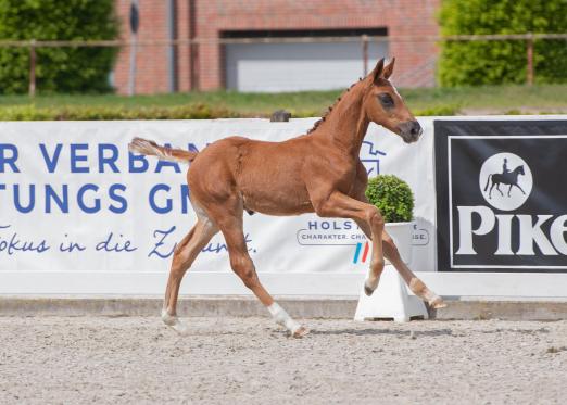 Foto: 13 Fohlen haben bei der Holsteiner Auktion am 29. Mai 2025 im Rahmen des Deutschen Derbys die Chance, den Beginn einer Erfolgsgeschichte zu schreiben - Fotograf: Janne Bugtrup