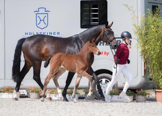 Foto: 13 Fohlen haben bei der Holsteiner Auktion im Rahmen des Deutschen Derbys die Chance, den Beginn einer Erfolgsgeschichte zu schreiben - Fotograf: Janne Bugtrup