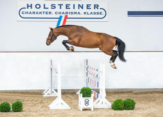 Foto: Prämienhengst der Holsteiner Körung: Keaton II v. Kannan – Contendro I - Fotograf: Janne Bugtrup