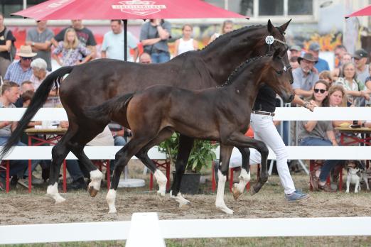Foto: Krügerlady v. Krügerrand/Sandro Hit, Züchter: ZG Elitefohlen Schuster, Ellwangen - Fotograf: Doris Matthaes 