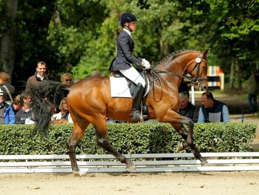 Foto: vierjährigen Trakehner Champions Herbstkönig - Fotograf: Stefan Lafrentz