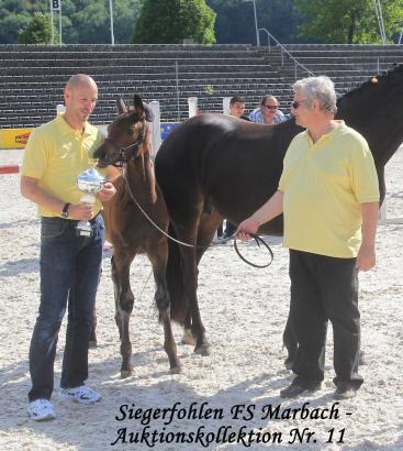 Foto: Siegerstutfohlen der Fohlenschau - Fotograf: pzv-bw.de