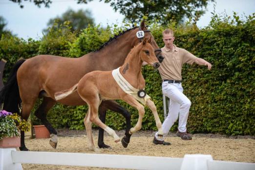 Foto: Siegerhengstfohlen von For Romance-Dormello, Züchter Peter Baade, Bad Zwischenahn - Fotograf: Michael Brandel horsesinmedia.de