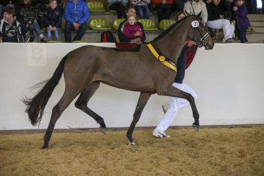 Foto: Lord Leopold-Tochter Lola, die die Tageshöchstnote erhielt - Fotograf: Olaf Rutschek 