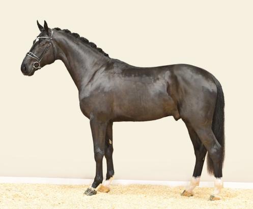 Foto: Lord Extra v. Lord Europe - Donnerschwee - Royal Diamond - Fotograf: OLD Art