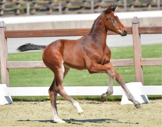 Foto: Lord Weihaiwej v. Lord Pezi - Ustinov - Contender - Fotograf: Gr. Feldhaus