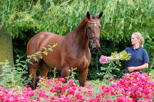 Foto: Lot 19 - Championess von Luigi d`Eclipse war mit 47.000 Euro das teuerste Pferd - Fotograf: Stefan Lafrentz