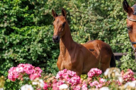Foto: Lot 9 - Califorina Dream von Cornet du Lys - Fotograf: Stefan Lafrentz