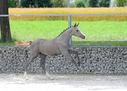Foto: Fohlen von Hickstead White/Petit Loup xx - Fotograf: Hubert Fischer