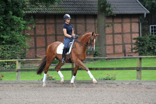 Foto: GHF-Toppofferte Louis Crusador - Fotograf: Sabine Wegener/Equitaris