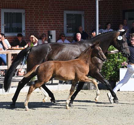 Foto: Preisspitze Kat.-Nr. 1 Vespasian v. Vespasiano – Millennium/T. – Desperados