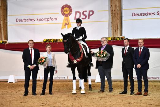 Foto: DSP-Elitehengst 2022 Millennium - Fotograf: Björn Schroeder