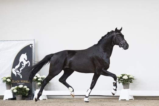 Foto: Momance BH von For Romance / Don Frederico/ Wolkenstein - Fotograf: Trailer