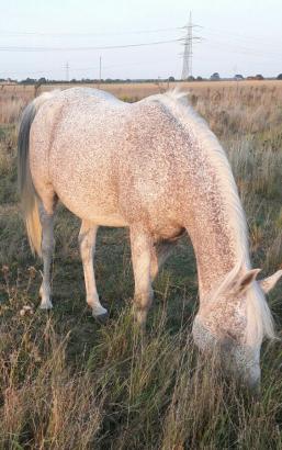 Foto: Mozart - Fotograf: Privat