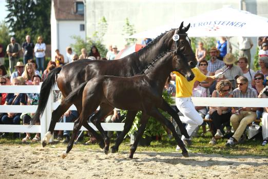 Foto: Preisspitze namens Musterknabe v. Morricione - Fotograf: Doris Matthaes