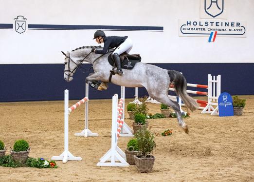Foto: Die Mutter des vierjährigen Calitino v. Calido I-Caretino (Katalognummer 2) ist BB Caretana, die unter Niklaus Schurtenberger selbst in Springen bis 1,50 Meter erfolgreich gewesen und mit Casello v. Casalito zudem bereits Hengstmutter ist - Fotograf: Janne Bugtrup