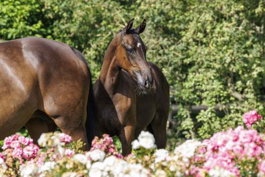 Foto: Bildinformation: Lot 4 - Colore dell Amore ist ein Sohn des berühmten Cornet Obolensky aus bestem Mutterstamm - Foto: Stefan Lafrentz ¬