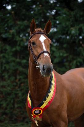 Foto: Naxcel V. - Fotograf: Sportfot