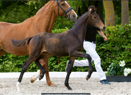 Foto: #22 Netstutteriets Fascination v. Franklin-Zack - Fotograf: Archiv Helgstrand Dressage
