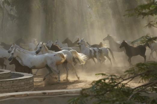 Foto: Siegerfoto des VZAP-Wettbewerbs: Nicole Reimer gelang dieser lichtdurchflutete Schnappschuss einer Vollblut-Araberherde in El Zahjraa, Ägypten - Fotograf: Nicole Reimer