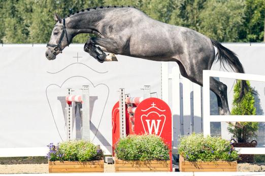 Foto: Preisspitzen der 4. Cornet Obolensky Youngster-Auktion: Nr. 2 Cornet´s Castello aus dem direkten Mutterstamm des Cornet Obolensky - Fotograf: Reckimedia