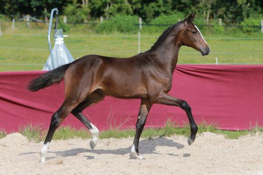 Foto: Fohlen Belle Fleur von Balou du Rouet/Cormint - Fotograf: Olav Krenz