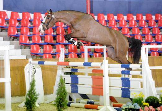 Foto: Bel-Ami SP v. Casiro-Sandro-Inschallah siegte in der Freispring-Konkurrenz der vierjährigen Youngster - Fotograf: Beelitz