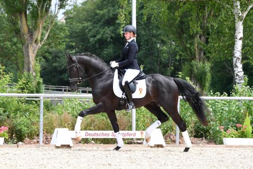 Foto: Dreijähriger Hengst Double Sweet von Dream Boy/Denaro - Fotograf: Kiki Beelitz
