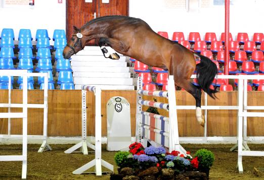 Foto: Dieser Hengst, geb. 2009, v. Carenaro-Zapateado aus der Zucht von Josef Kathmann, Hausstette, triumphierte im vergangenen Jahr als Sieger seiner Altersklasse am Tag des Freispringens in Vechta. - Fotograf: Beelitz
