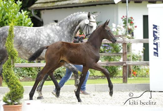 Foto: Chaccato/CorlenskyG-Siegerfohlen - Fotograf: Kiki Beelitz