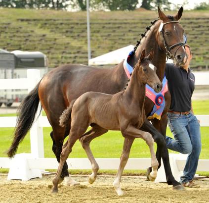 Foto: Ein Hengstanwärter der besonderen Klasse: der OL-Champion v. Sezuan - Diamond Hit - Fotograf:Beelitz