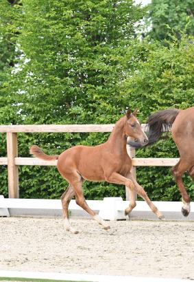 Foto: Kat.-Nr. 17 Ophelia v. Ogano Sitte - Light On - Fotograf: @OLD-Art