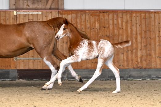 Foto: Nr. 09 One of a kind Ogano Sitte x Emerald filly/Stute - Fotograf: Jana Gerstenkorn