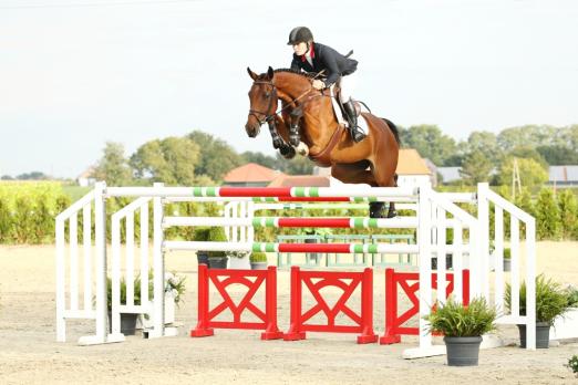 Foto: Auktionspferd „Outstanding“ (*2008, Stute/Mare, Chacco Blue x Heraldik)- Fotograf: aik Wallrafen 