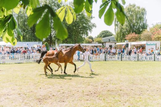 Foto: Bereits zum dritten Mal wird die Stutenschau in Tasdorf ausgerichtet. In diesem Jahr ist Tasdorf erstmals einer der vier zentralen Standorte in Schleswig-Holstein - Fotografin: Annette Dölger