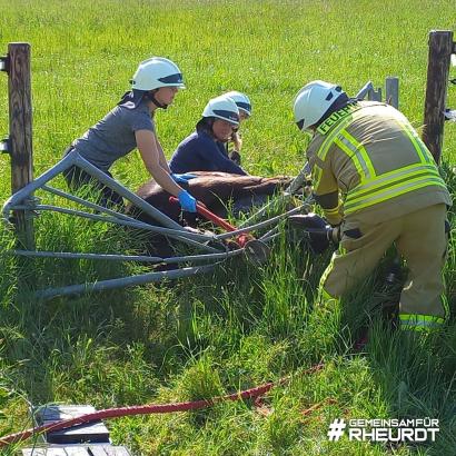 Foto: Mit einer hydraulischen Rettungsschere werden die Streben durchgeschnitten und das Pferd entklemmt. Durch die Sedierung ist es dabei ruhig. - Fotograf: Galka, Feuerwehr