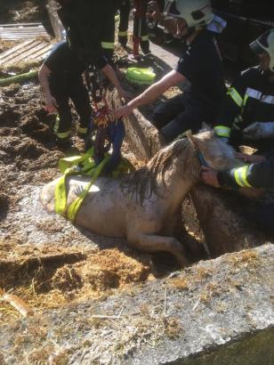 Foto: Pferd in Jauchegrube - Fotograf: Feuerwehr Gelsenkirchen