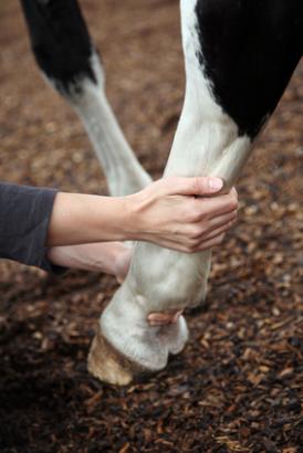 Foto: Pferdeosteopathie - Fotograf: JM Fotografie - Fotolia