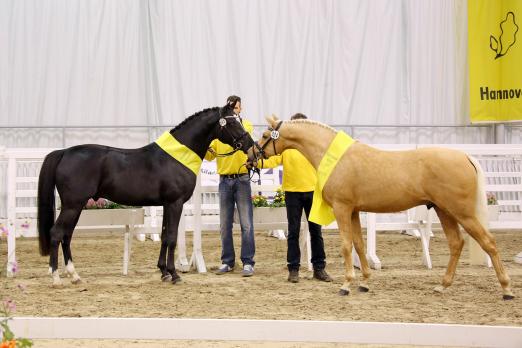 Foto: Die besten zwei- und dreijährigen Vererber stehen bei der Junghengstkörung 2016 des Ponyverbandes Hannover in der Verdener Niedersachsenhalle am Samstag, den 22. Oktober im Rampenlicht. 2015 wurden Viva Las Vegas und Wischhoff’s Obsession Reservesieger bei den Deutschen Reitponys - Fotograf: Ponyverband Hannover/ Pantel