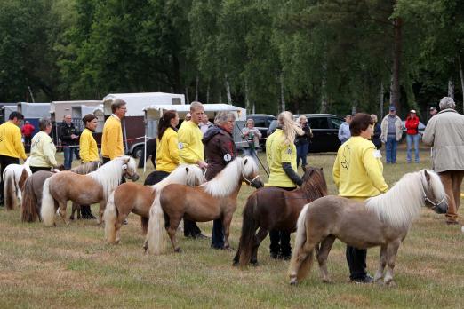 Foto: Parade der Ponyschönheiten: Am 18. und 19. Juni wetteifern in Adelheidsdorf die besten drei- und vierjährigen Ponystuten um den Titel Staatsprämienanwärterin. Auf dem Foto die Rassegruppe der Mini-Shetlandponys bei der Prämierung - Fotograf: Pantel/Ponyverband Hannover
