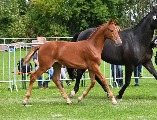 Foto: Preisspitze „Gloria laus et honor“ - Fotograf: Hanna Freistedt
