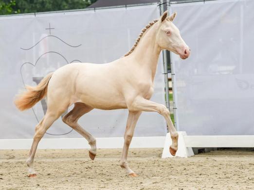 Foto: Teuerstes Reitponyfohlen: Golden Angel v. Gold Garant/Pilatus Westfälisches Pferdestammbuch e.V. - Fotograf: Reckimedia