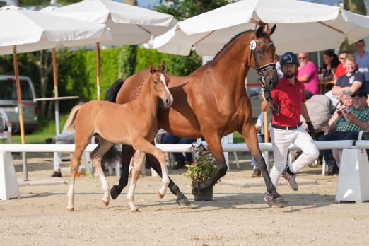 Foto: Preisspitze der Auktion: Kopfnummer 111 Zensation Touch K v. Zinedine/United Touch S - Fotograf: Reckimedia Foto: Preisspitze der Auktion: Kopfnummer 111 Zensation Touch K v. Zinedine/United Touch S - Fotograf: Reckimedia