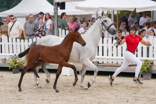 Foto: Preisspitze der Auktion: Kopfnummer 8 Vinicius VS v. Viva Gold - Fotograf: Reckimedia