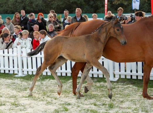 Foto: Hengstfohlen Pleasure von Millenium - Fotograf: Stefan Lafrentz 