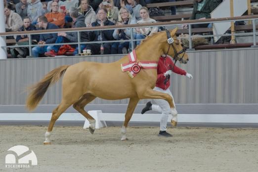 Foto: Preisspitze Westfälischer Hengstmarkt der Reitponys - Siegerhengst v. Cosmopolitan D NRW/Hesselteichs Golden Dream - Fotograf: Reckimedia